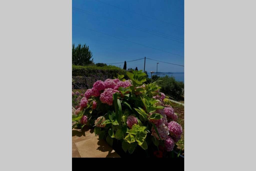 Villa Pergola -Apartment Roko Mlini Eksteriør bilde