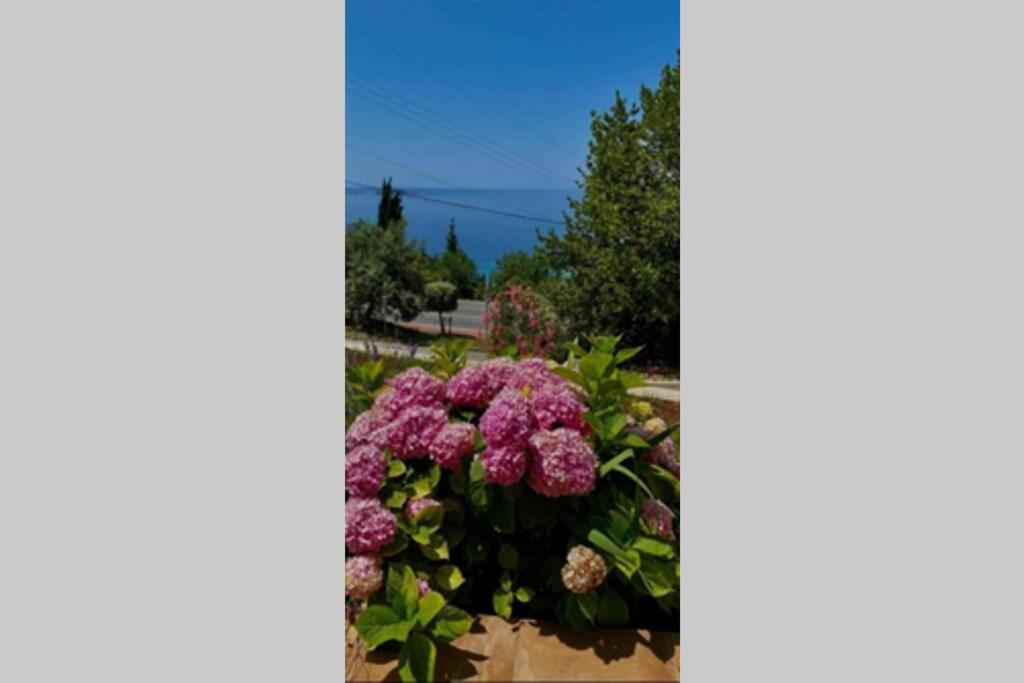 Villa Pergola -Apartment Roko Mlini Eksteriør bilde