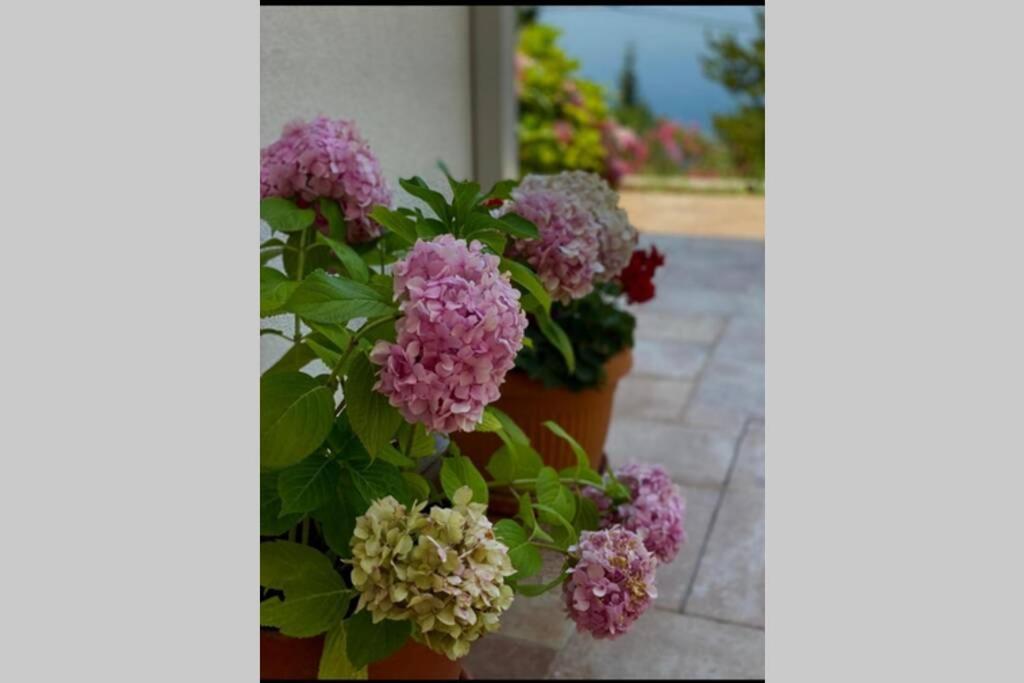 Villa Pergola -Apartment Roko Mlini Eksteriør bilde