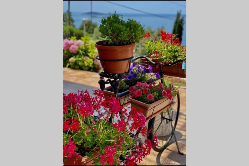 Villa Pergola -Apartment Roko Mlini Eksteriør bilde